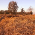 grass, Vasai, Maharashtra, India, uasatish, nature,