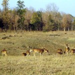 Pench Tiger Reserve, Madhya Pradesh, India, uasatish, wildlife, Seoni,