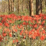 uasatish, India, flowers, Wayanad,