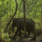 Wild Elephant; sharper photos; uasatish;